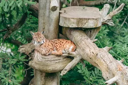 wildparkassling-juli24-c-peter-maier-5_TVB-Osttirol_Peter-Maier_Assling